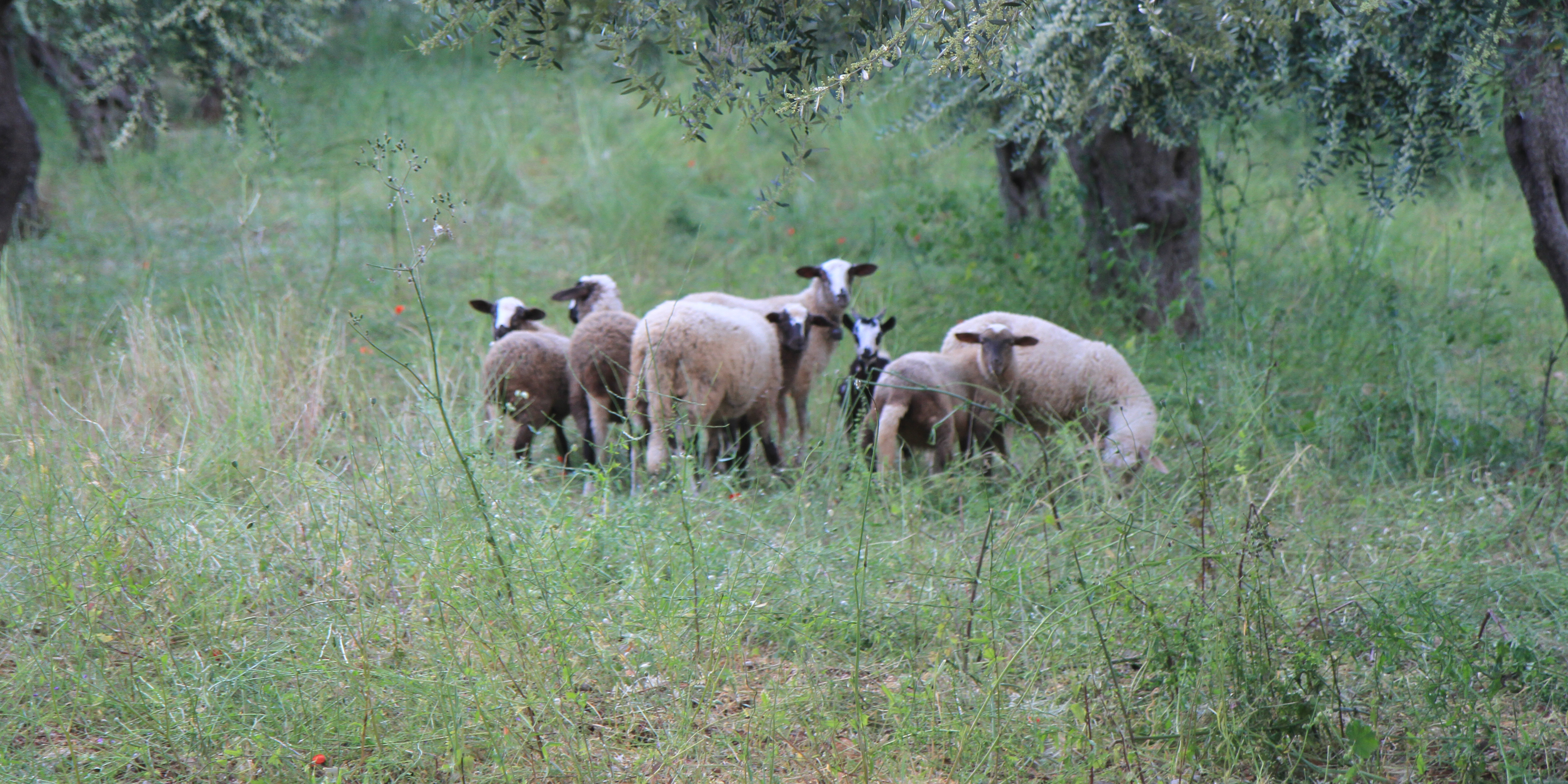 Sheep and goats